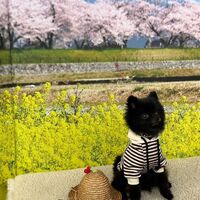画像10098