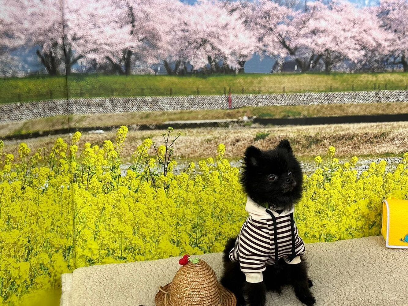 画像10098
