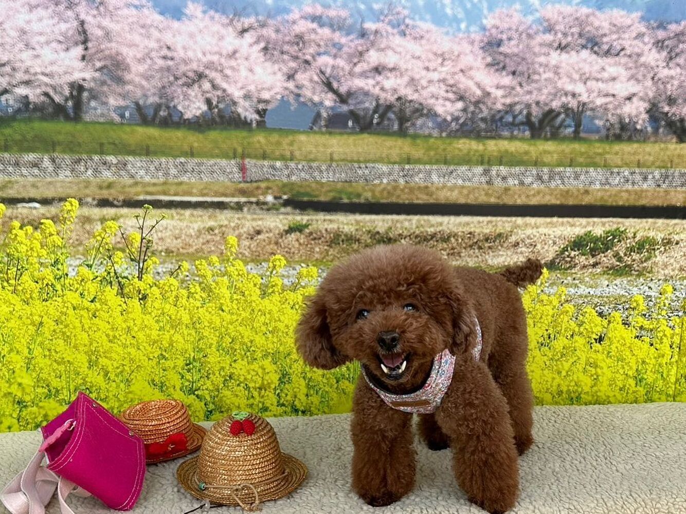 画像10224