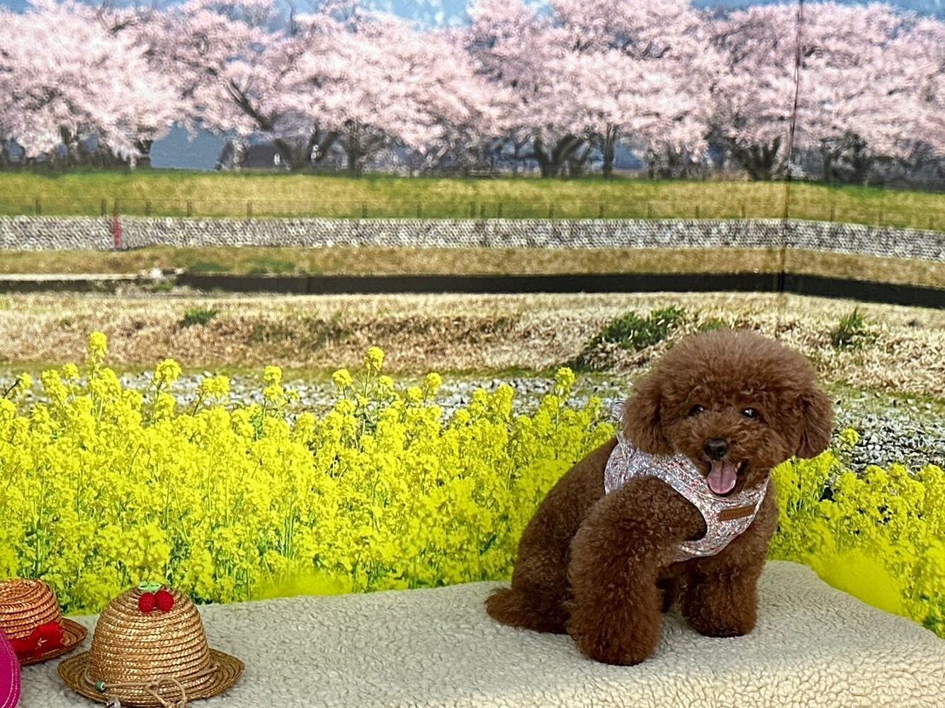 画像10225