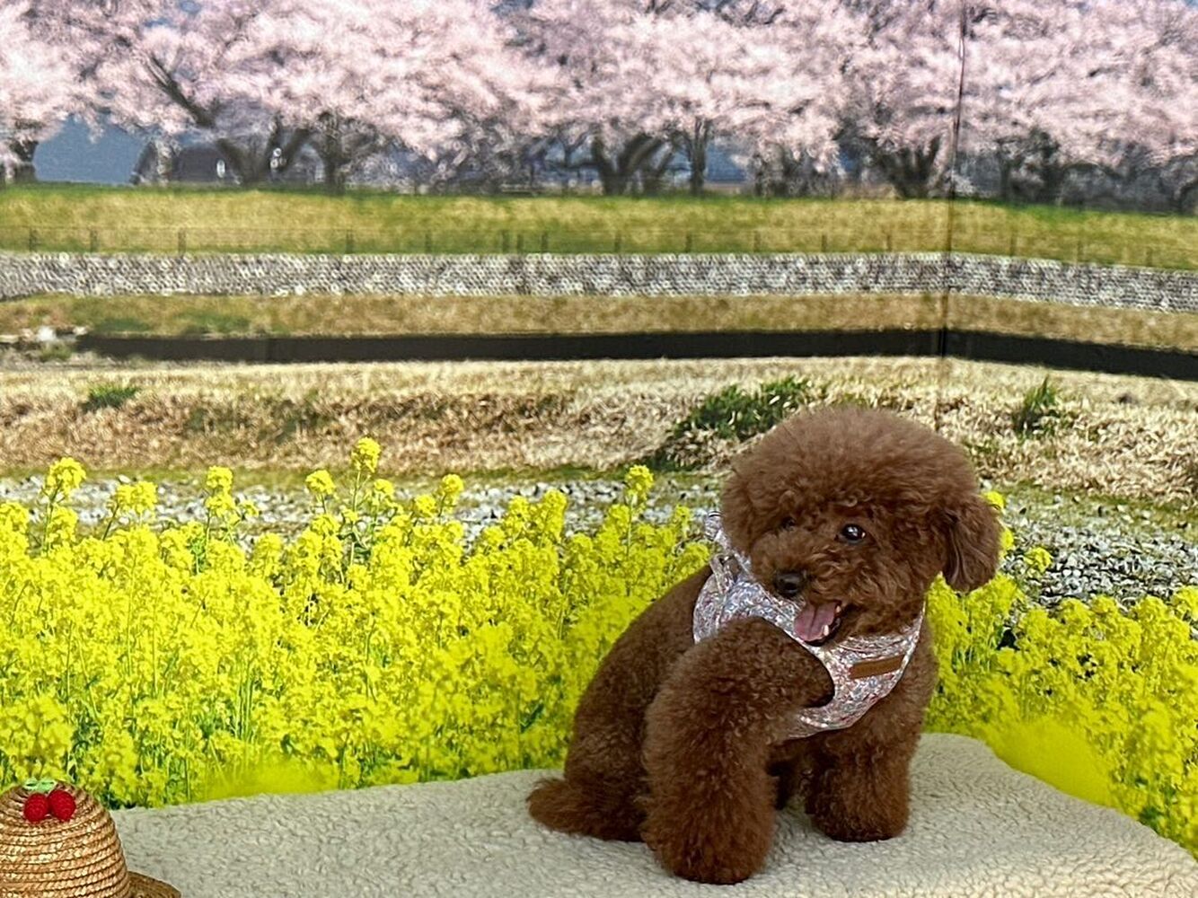 画像10226