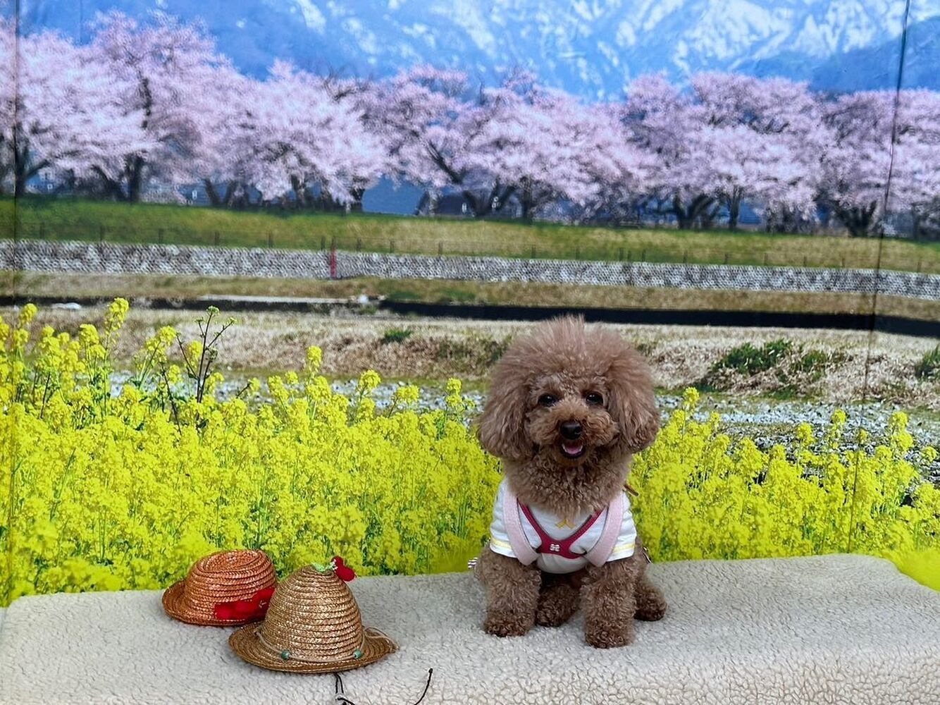 画像10237