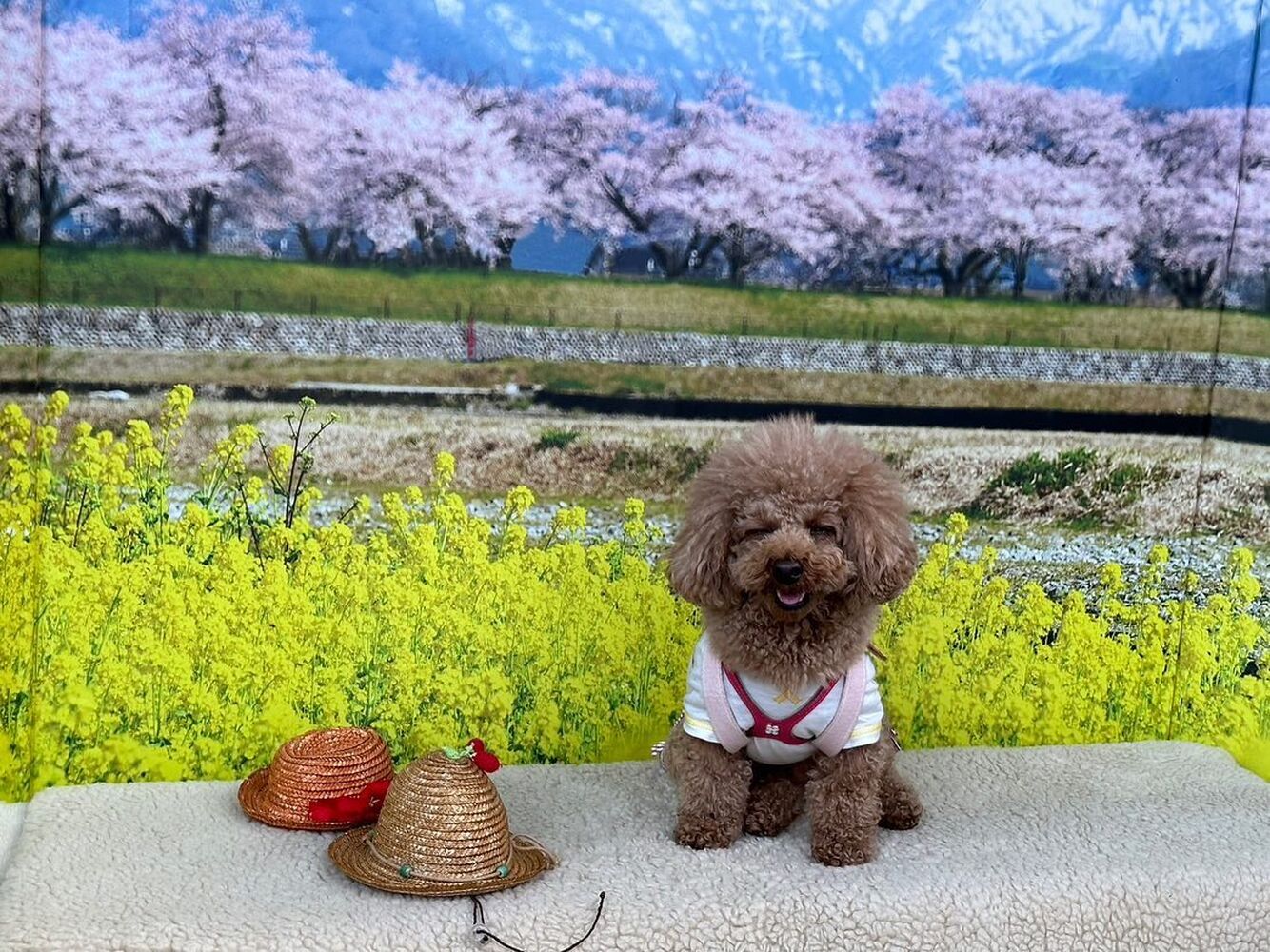 画像10238