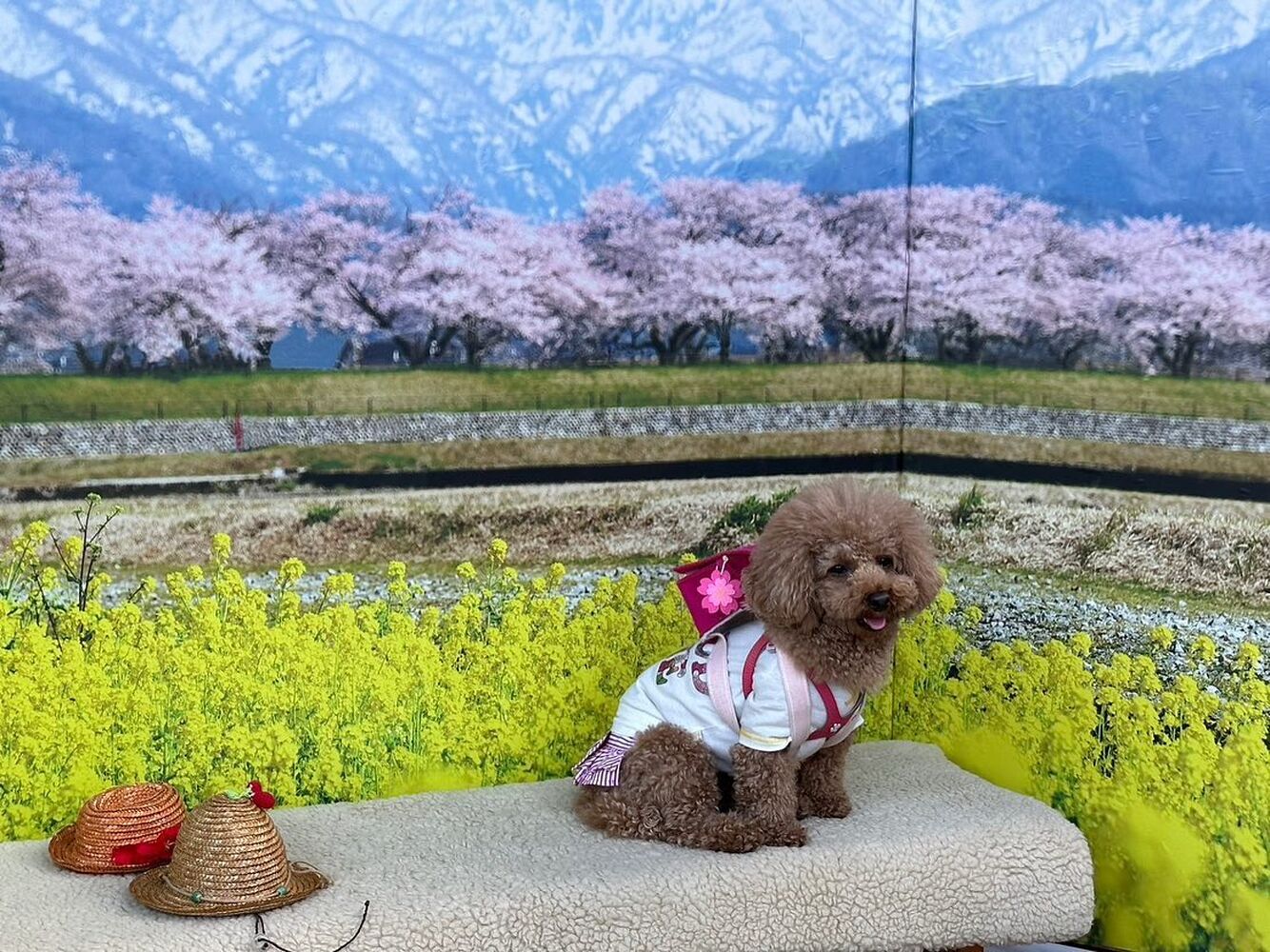 画像10239