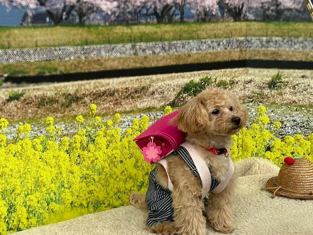 画像10269