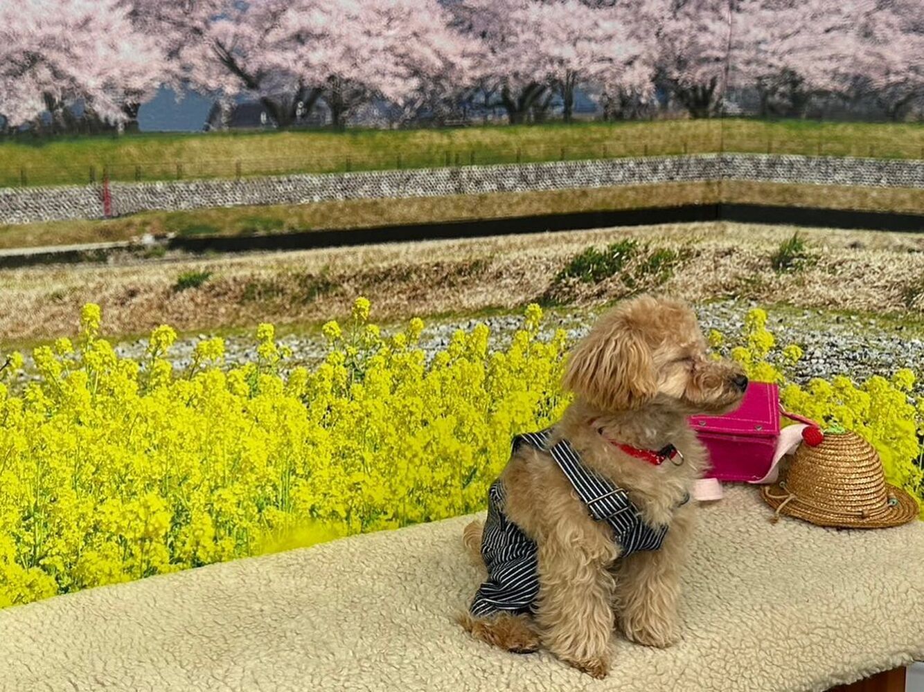 画像10274