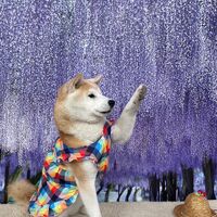 画像10695