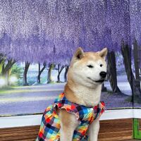 画像10697