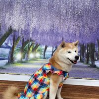 画像10699