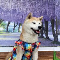 画像10700