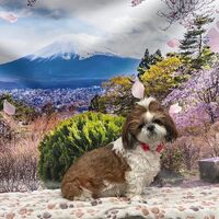 画像10730
