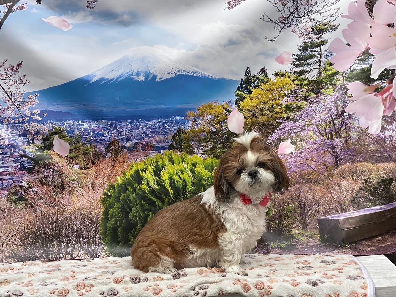 画像10730