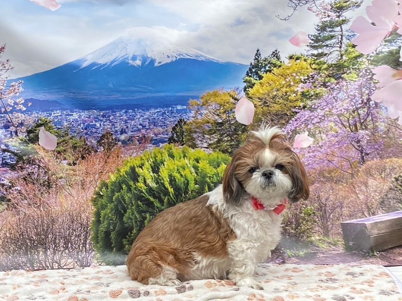 画像10731