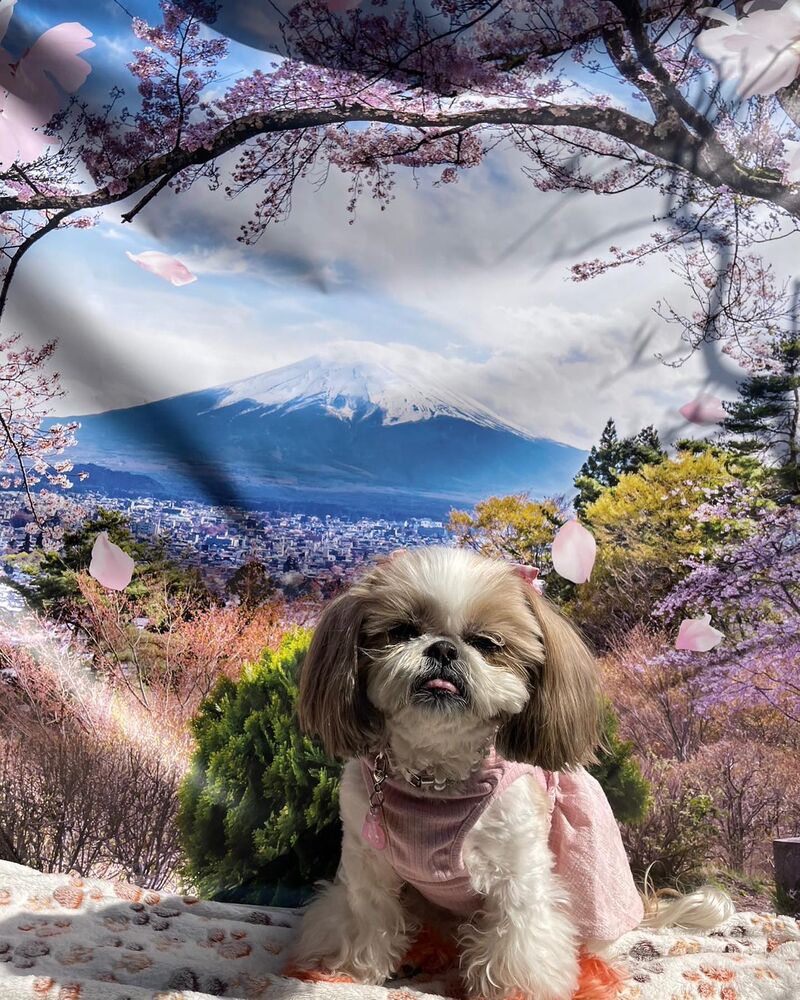 画像10777