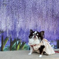 画像10796