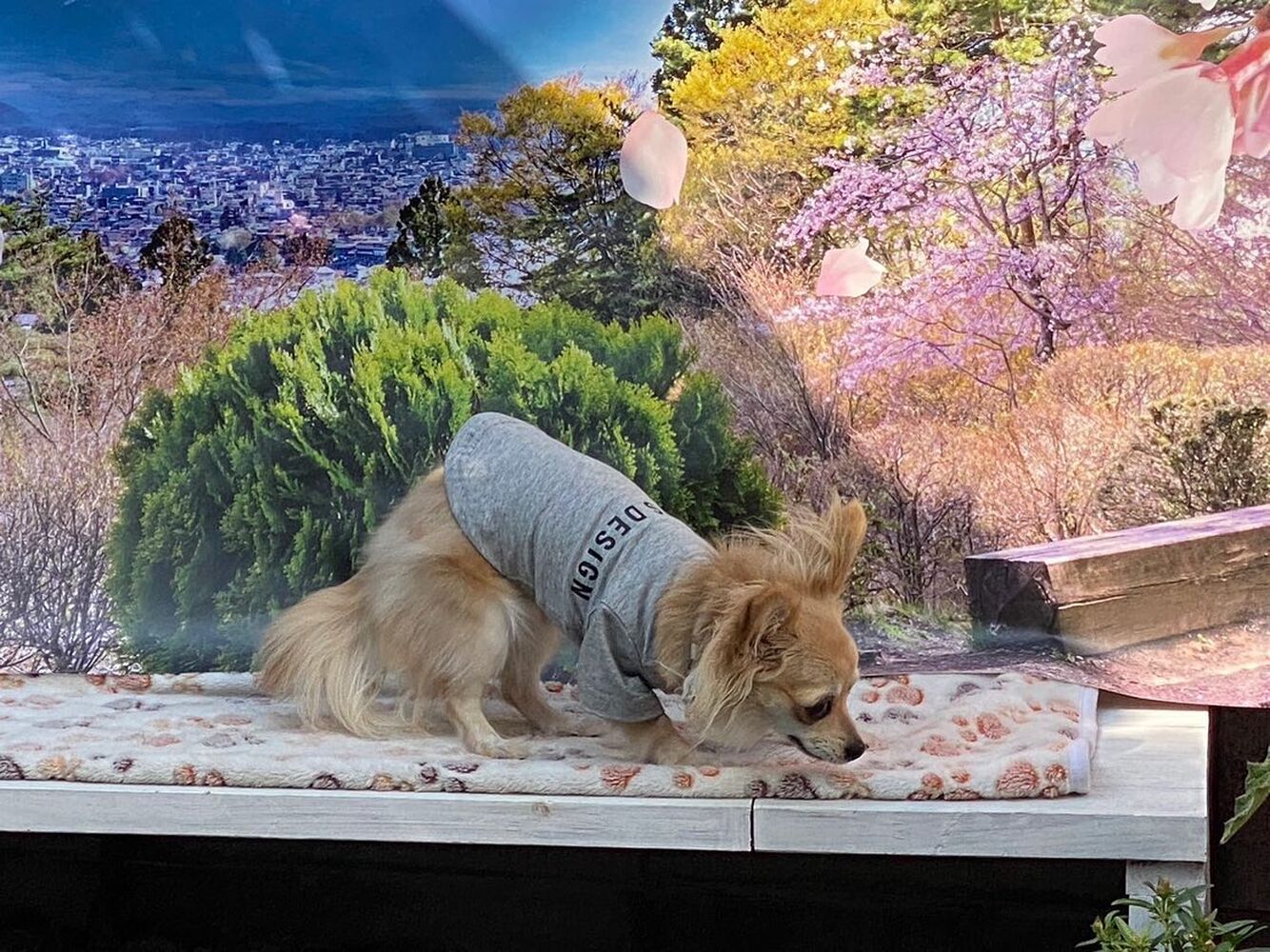 画像10834