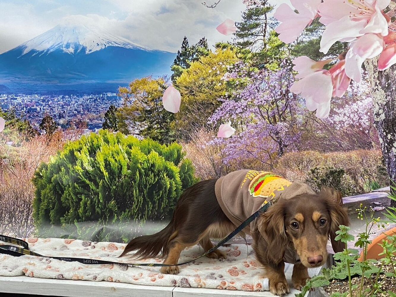 画像10842