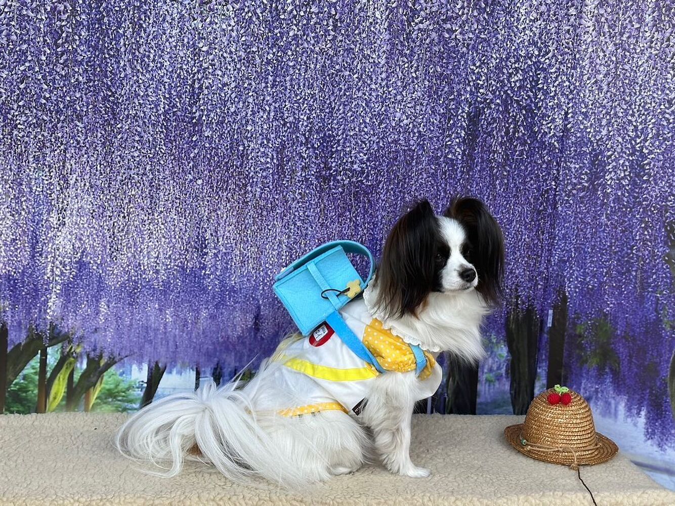 画像10849