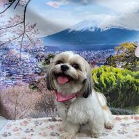 画像10884