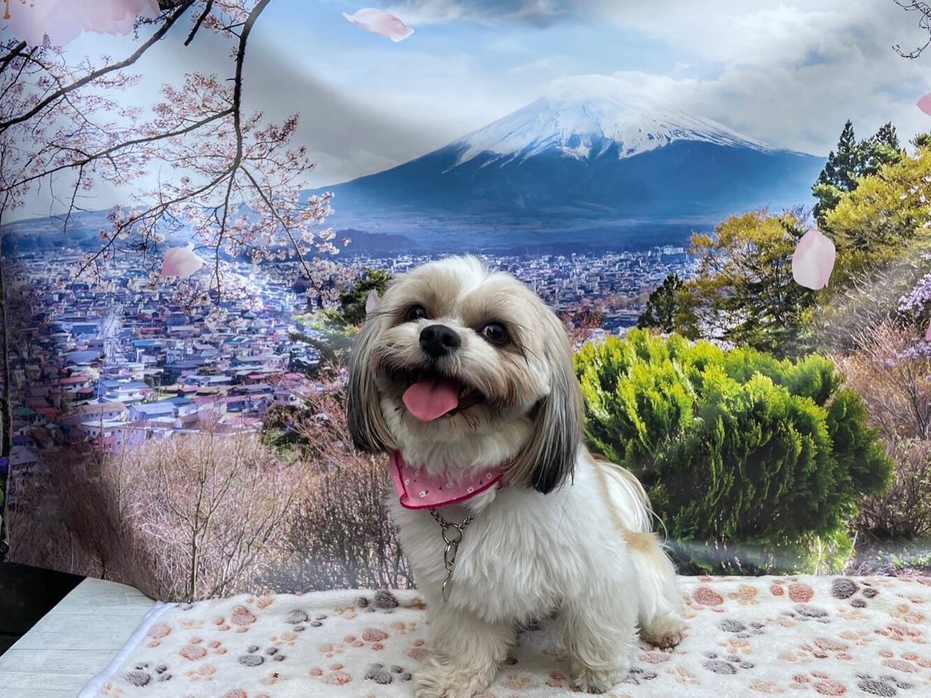 画像10884