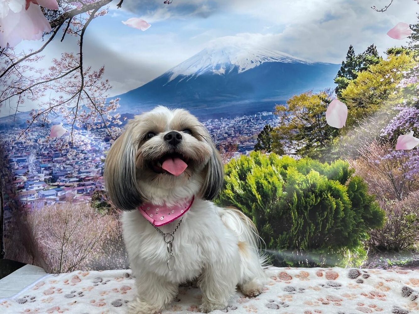 画像10885