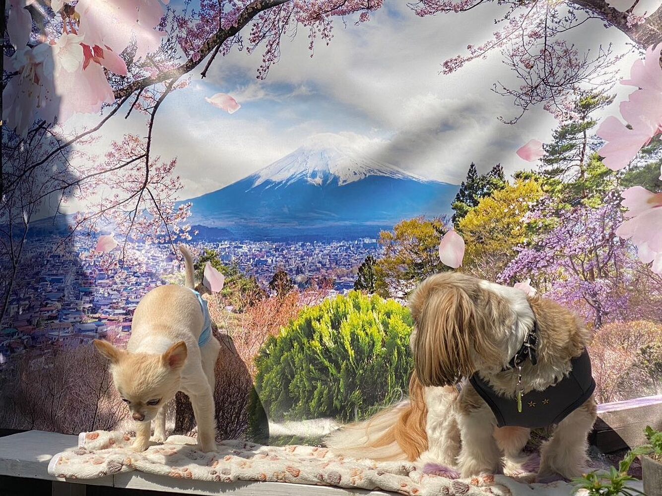 画像11028