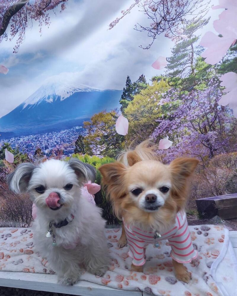 画像11047