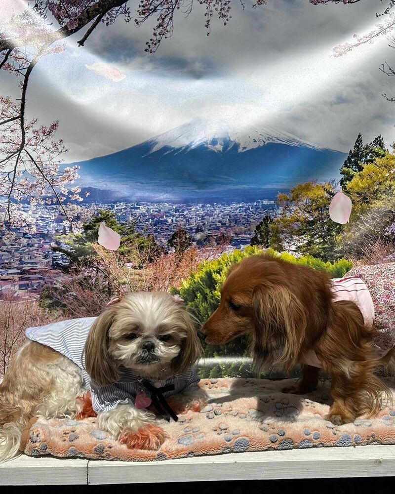 画像11083