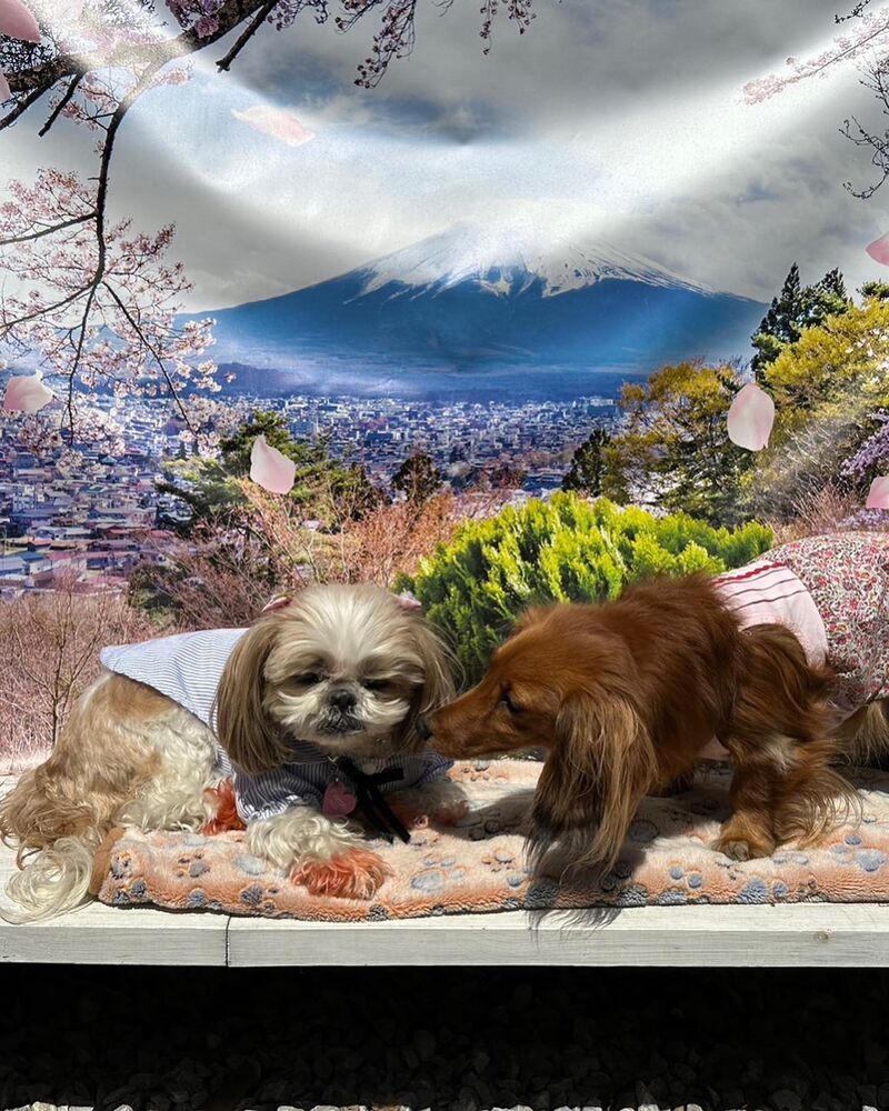 画像11084