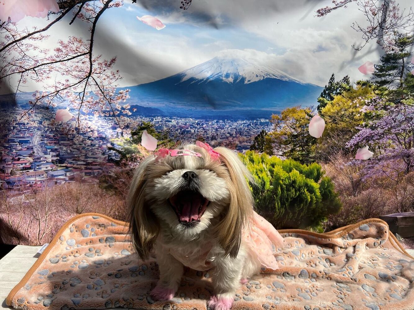画像11152