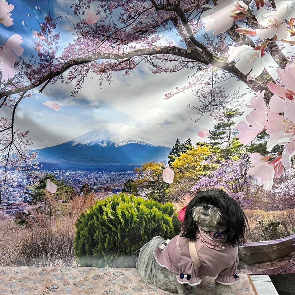 画像11203