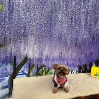 画像11227