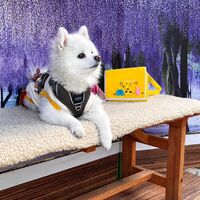 画像11239