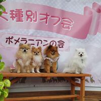 画像11272