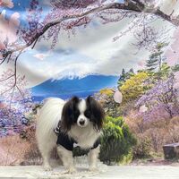 画像11318