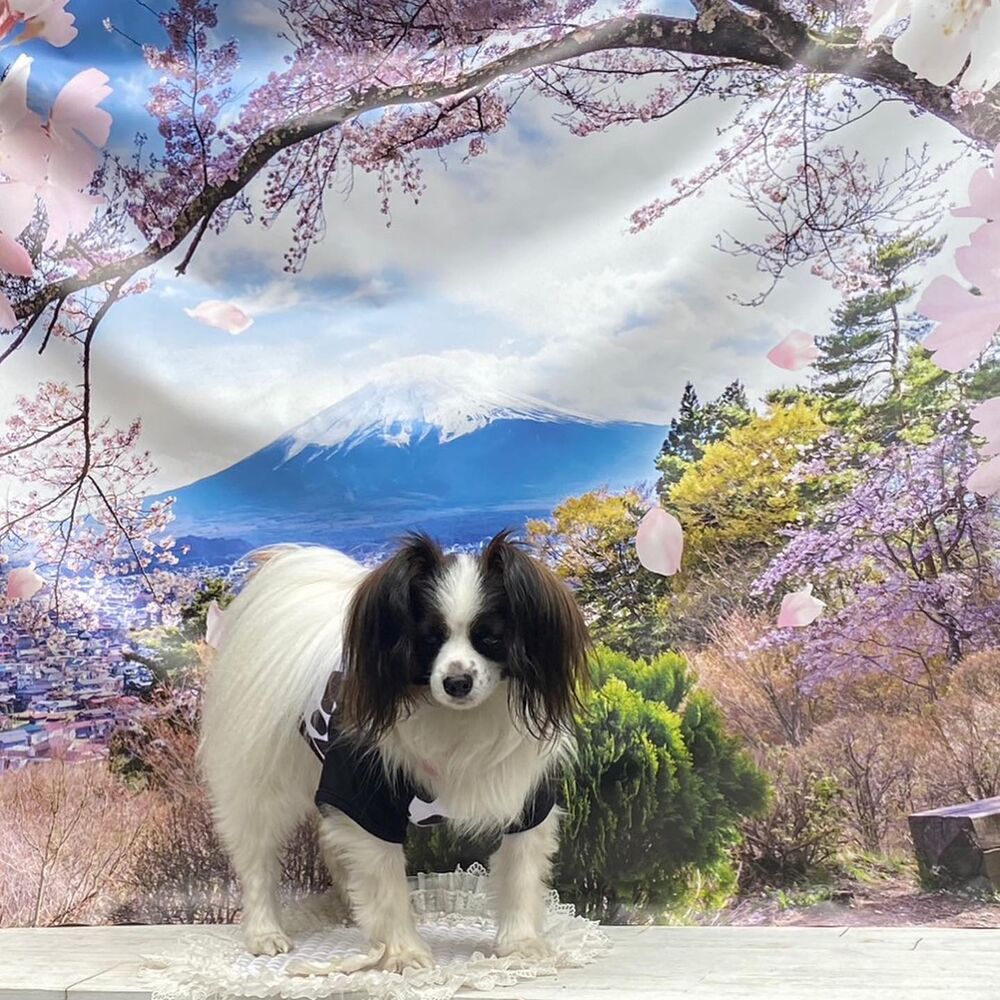 画像11318