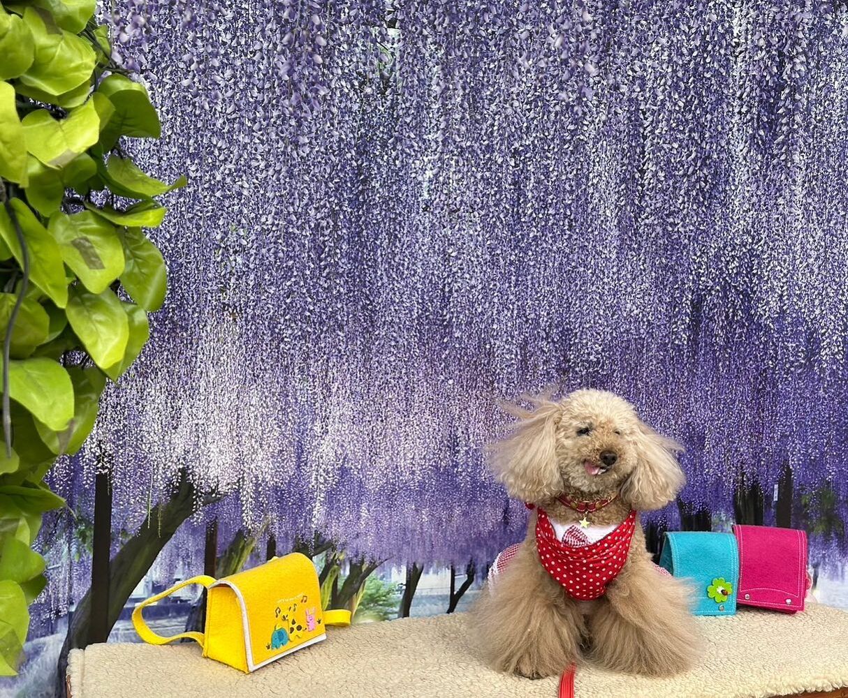 画像11323