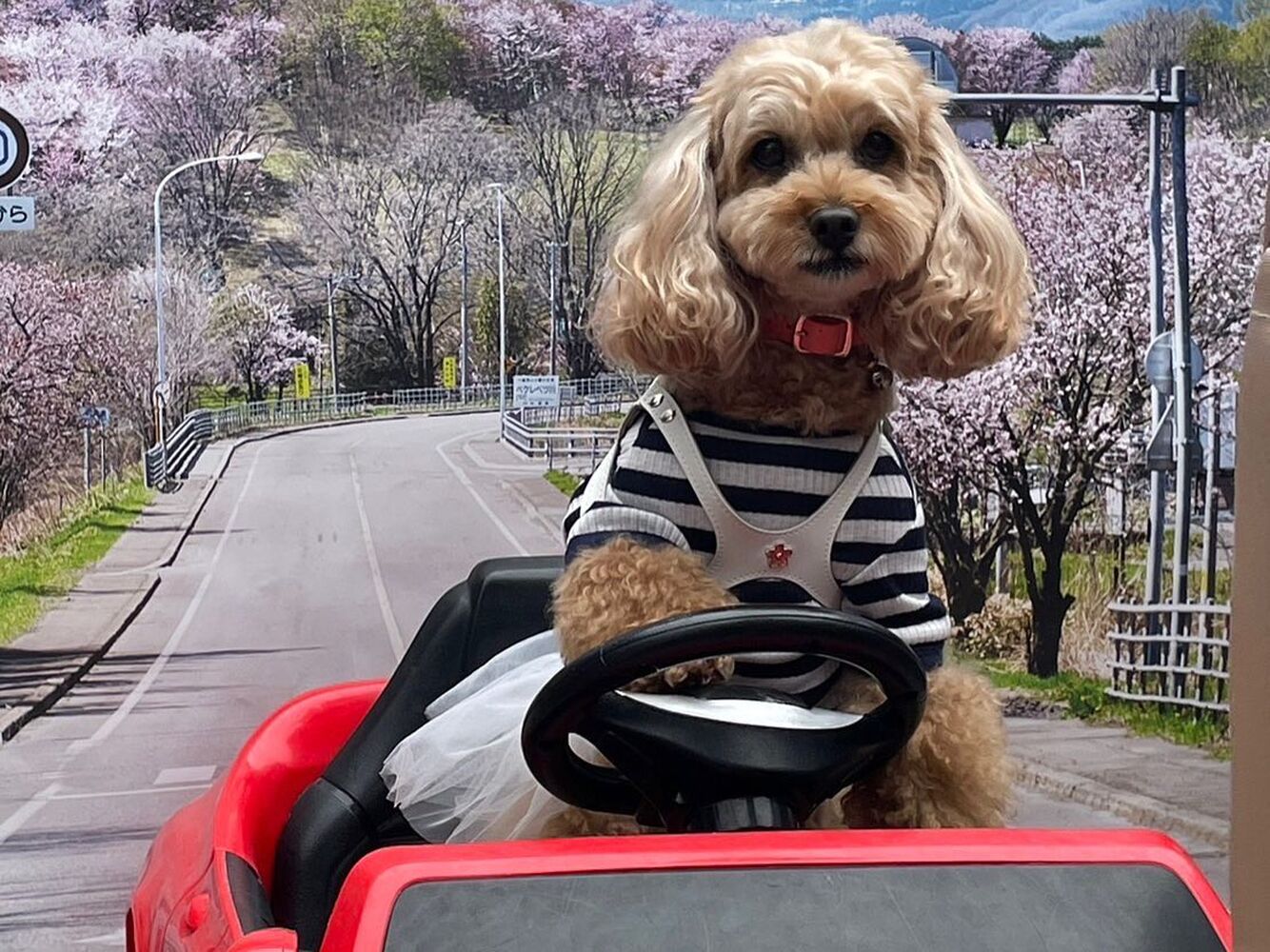 画像11337