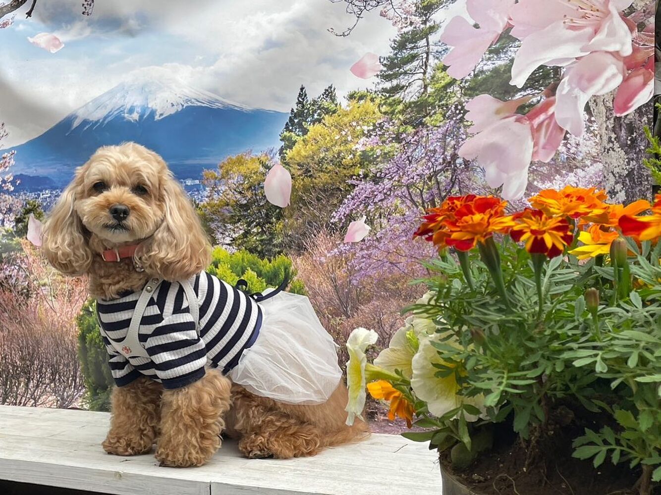 画像11342