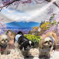 画像11392