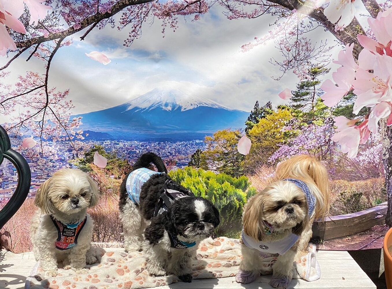 画像11392