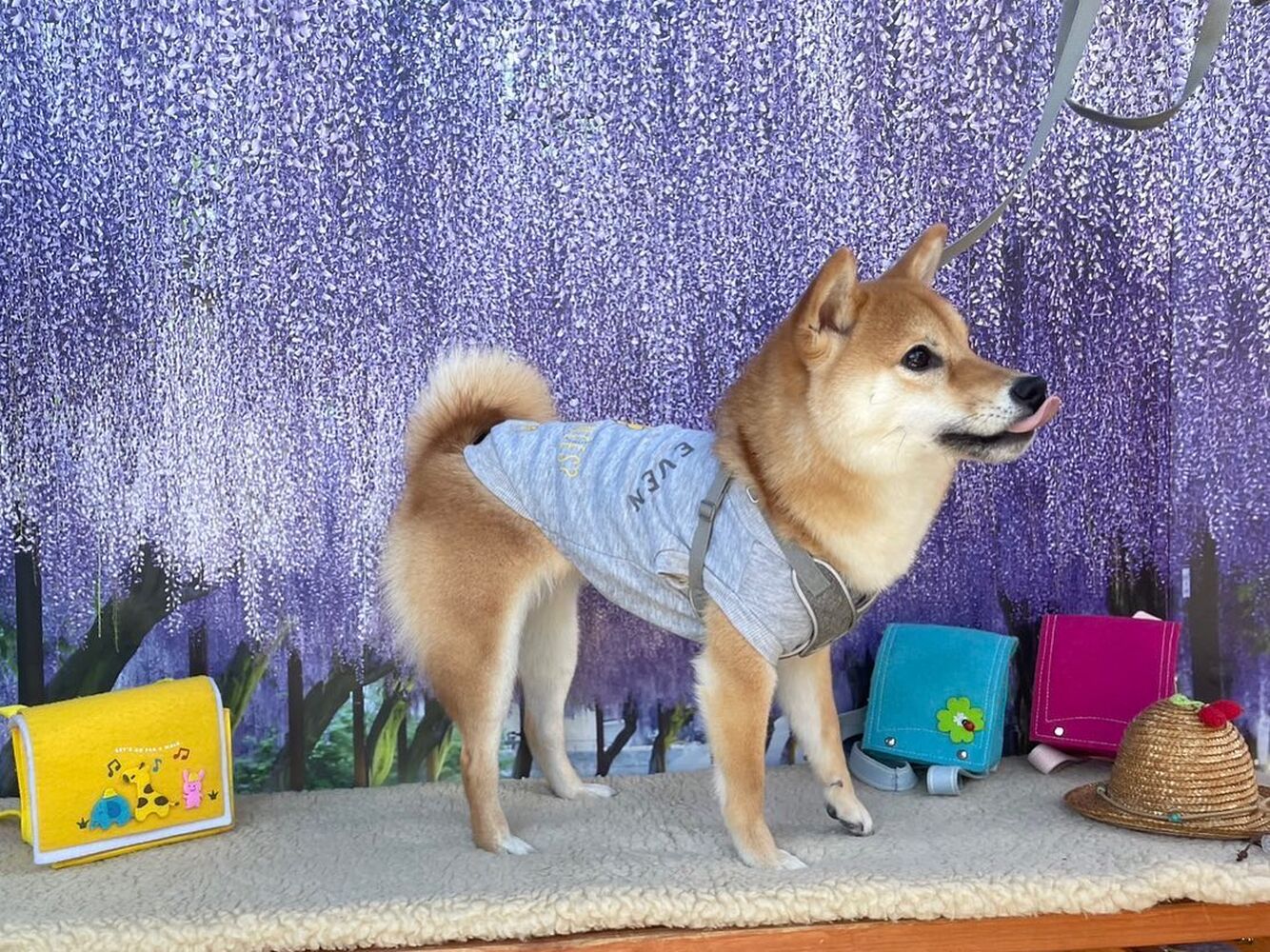 画像11433