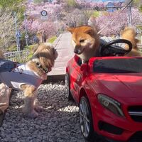 画像11436