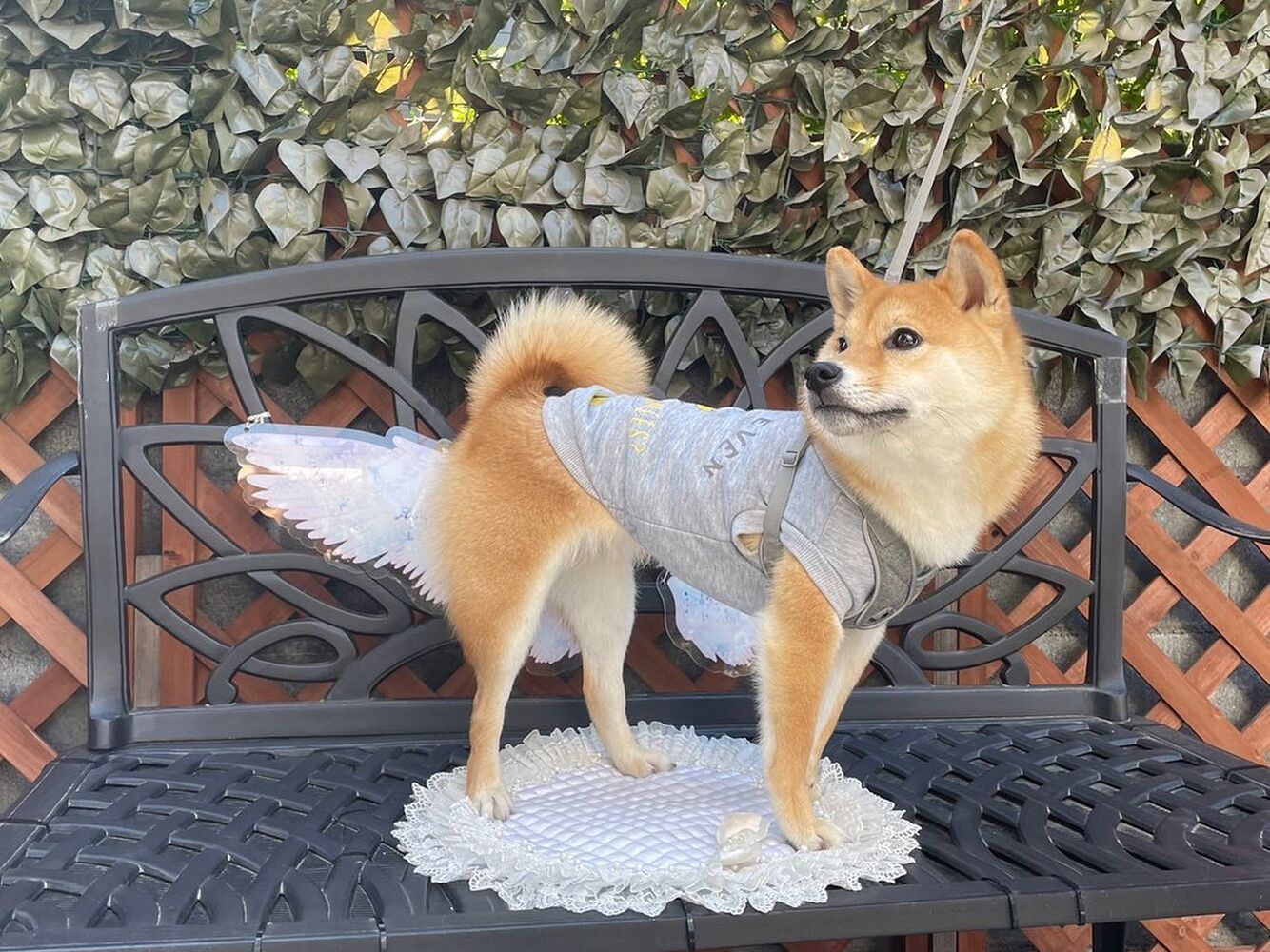 画像11439