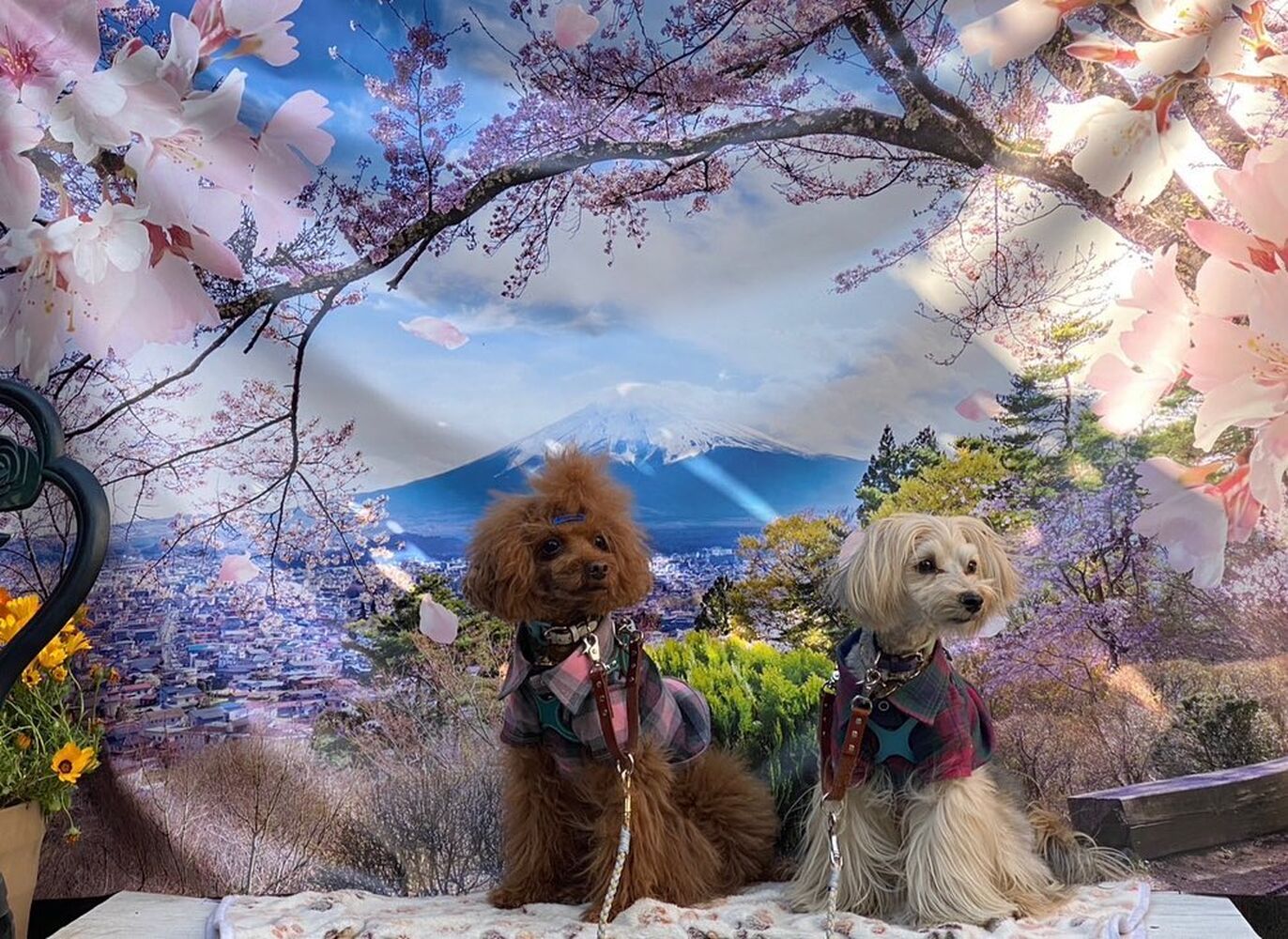 画像11442