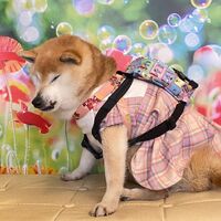 画像11547