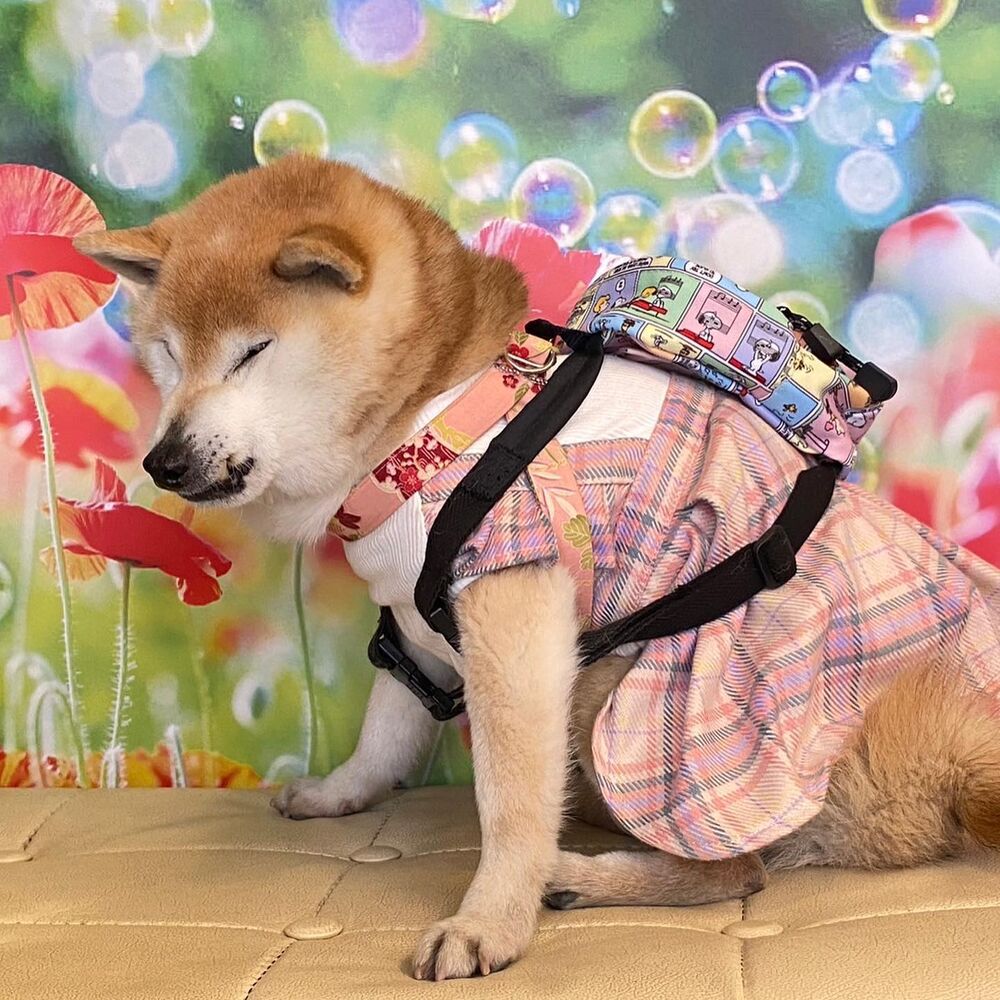 画像11547