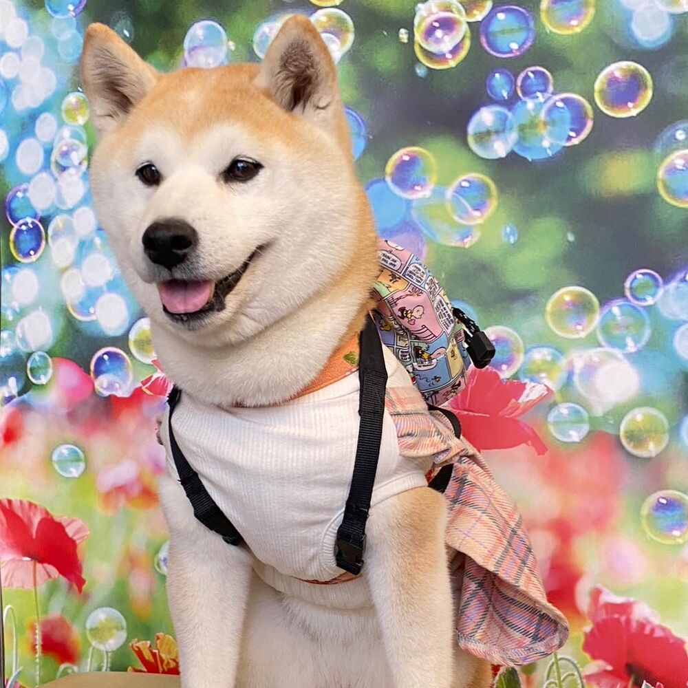 画像11549