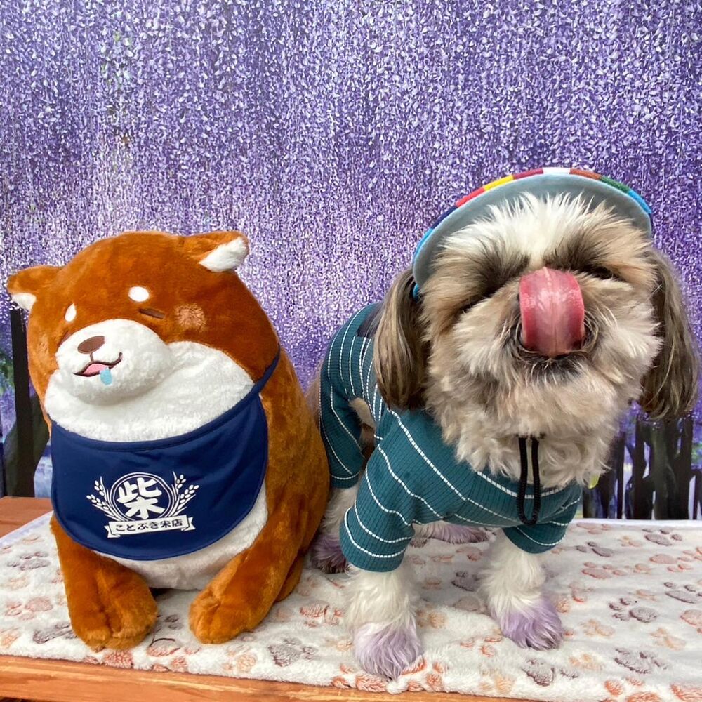 画像11785
