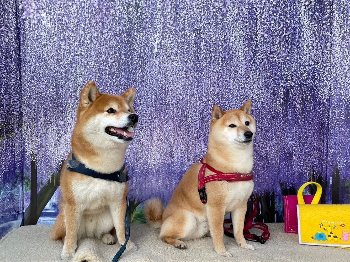 画像11830